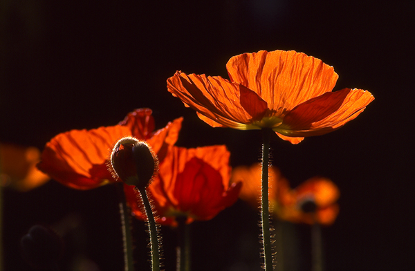why do poppies die?